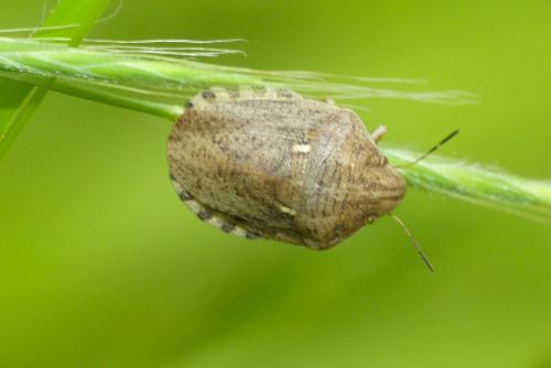 Réf. 260 254 : Eurygaster maura